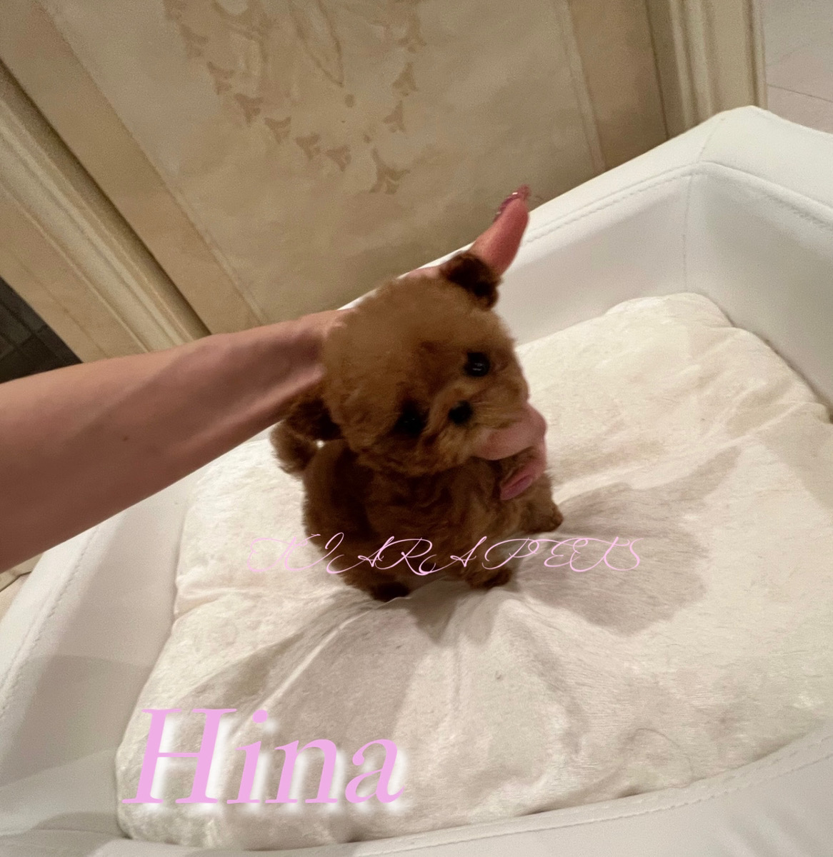 小さなお耳がキュートなひなちゃん🐥