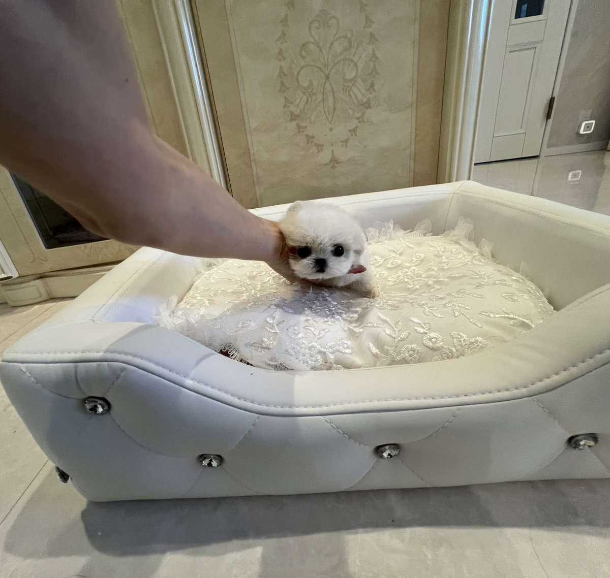 TIARA PETS PUPPIES