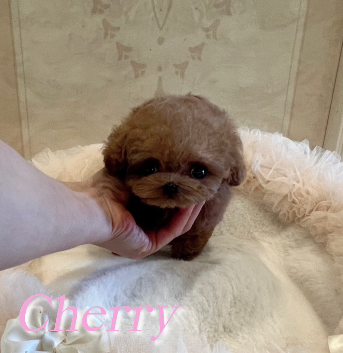 可愛いお顔立ちのチェリーちゃん🍒