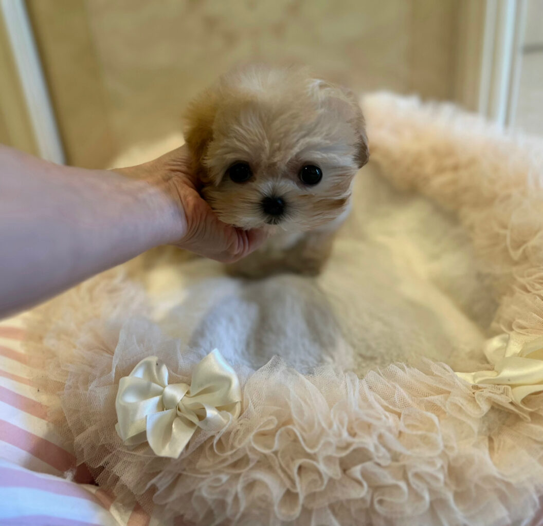 プードル女の子子犬販売