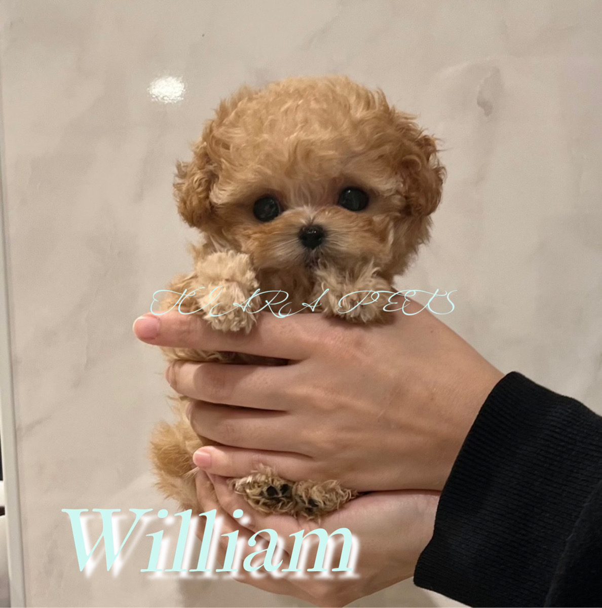 とびきり可愛いお顔立ちのウィリアムくん🧸