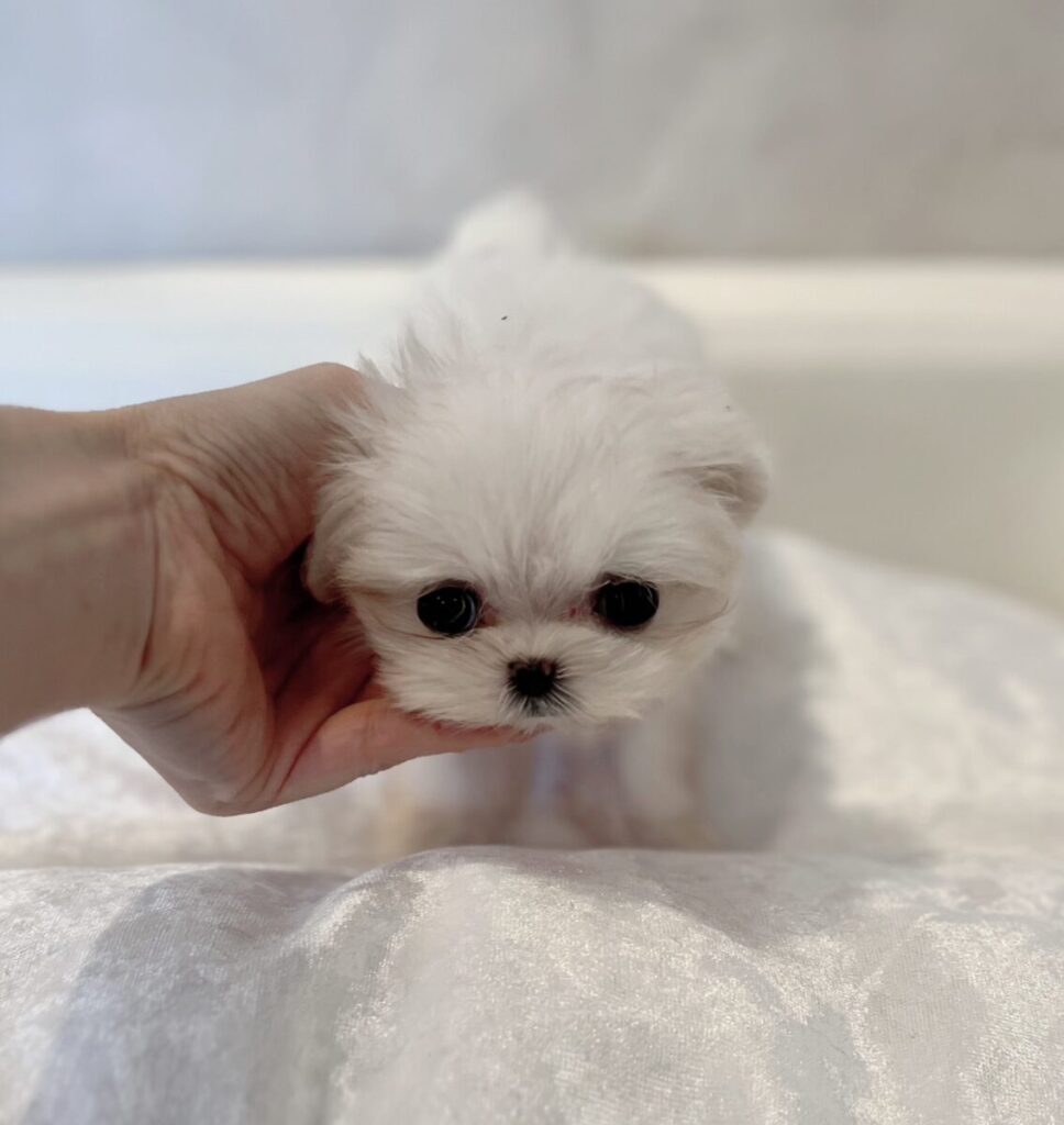 評判の良いブリーダー、信頼できるブリーダー、倫理的なブリーダー、責任感のあるブリーダー、犬のブリーダー、子犬のブリーダー、認可を受けたブリーダー、プロのブリーダー