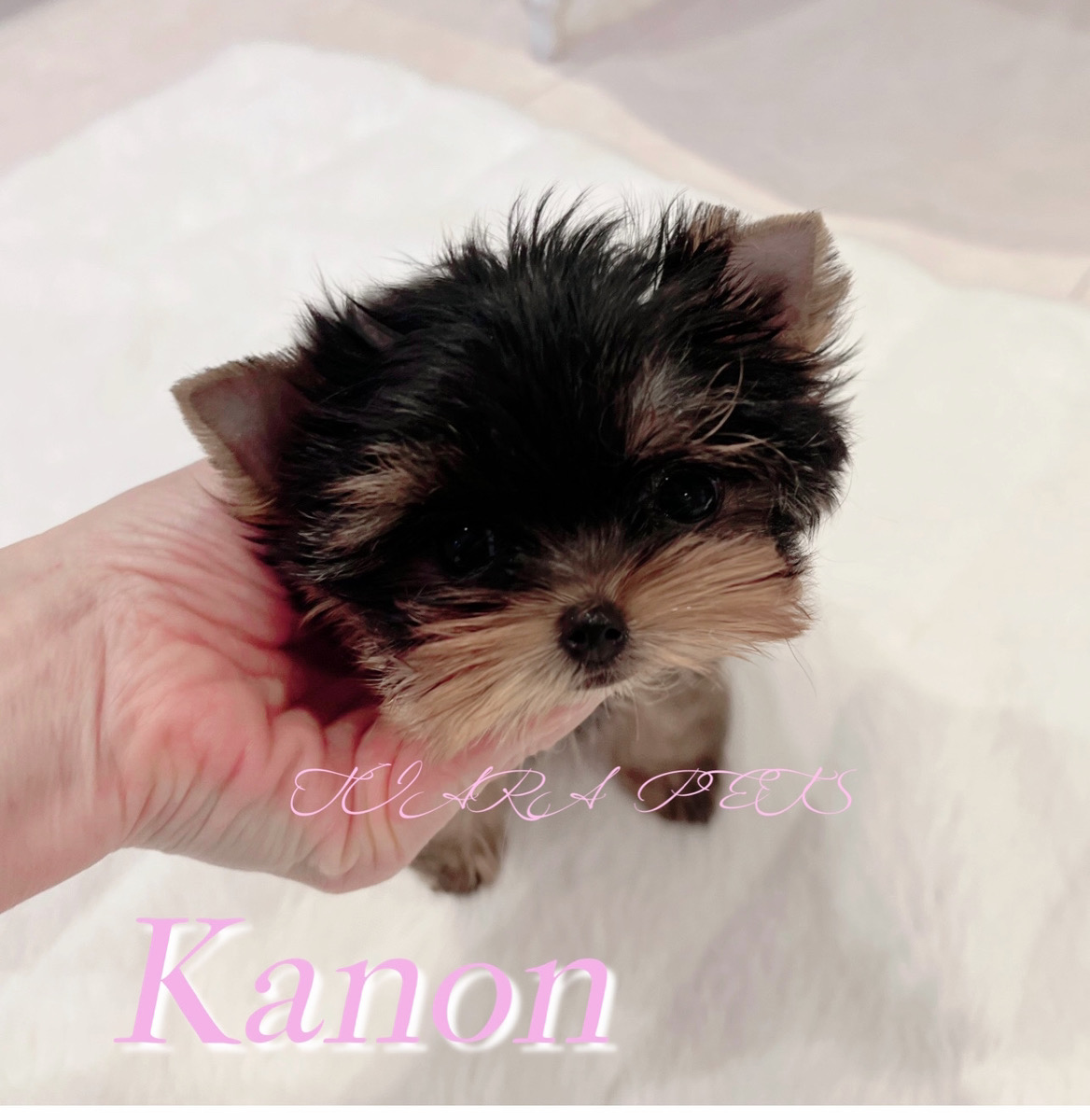 甘えん坊で人懐っこいかのんちゃん⭐️