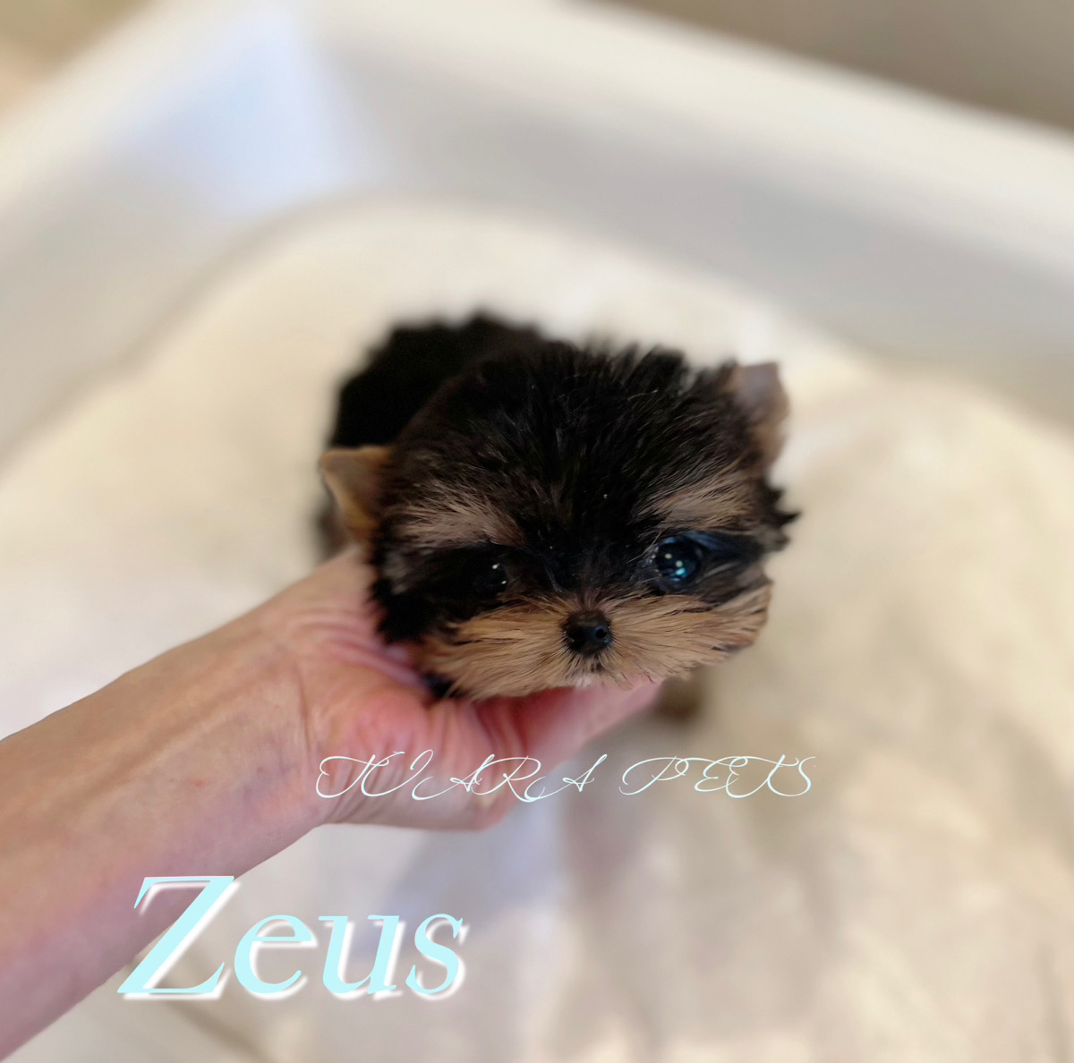 スペシャル級に可愛いゼウスくん⭐️