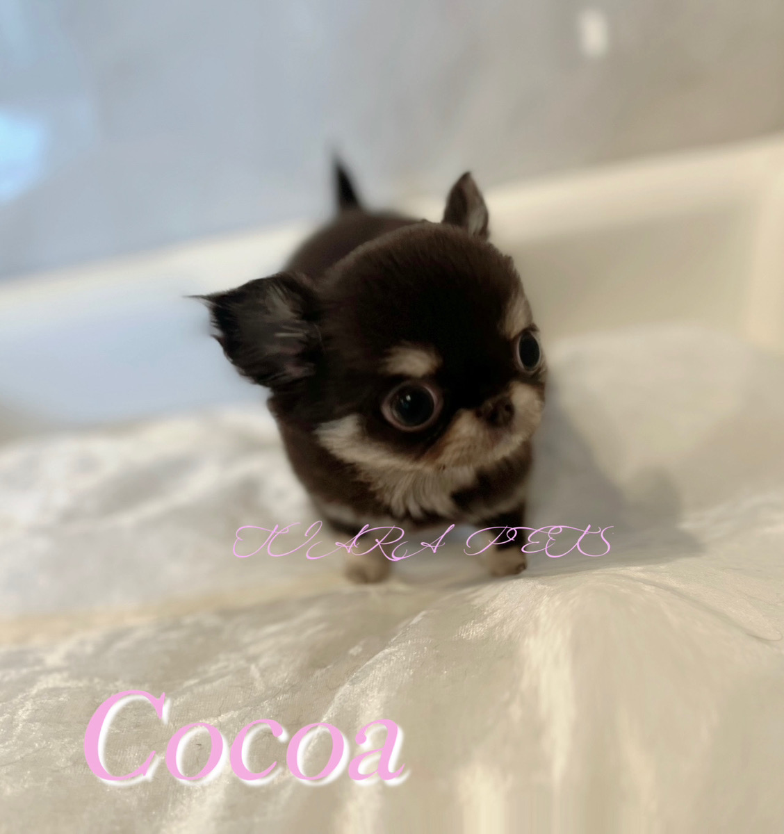 マイクロサイズで可愛すぎるココアちゃん🧸