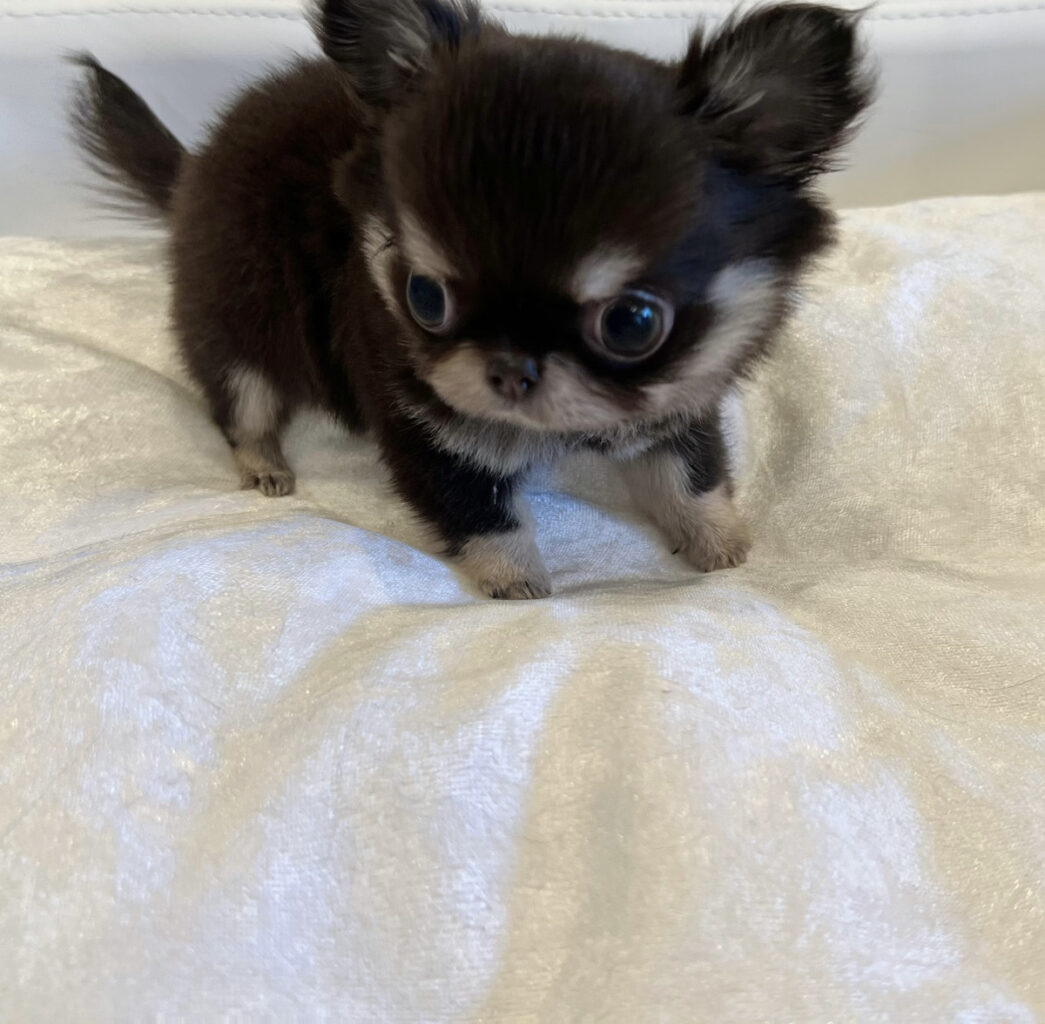 プードルの子犬販売、プードルの子犬購入、純血種のプードルの子犬、プードルの子犬販売、トイプードルの子犬、ミニプードルの子犬、スタンダードプードルの子犬、プードルブリーダー、健康なプードルの子犬、ワクチン接種済みのプードルの子犬、かわいいプードルの子犬、オンラインのプードルの子犬、手頃な価格のプードルの子犬