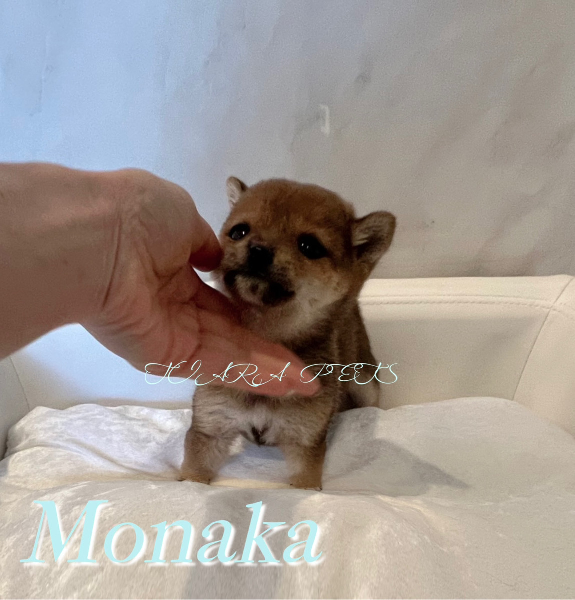 愛くるしい瞳が印象的なもなかくん🧸