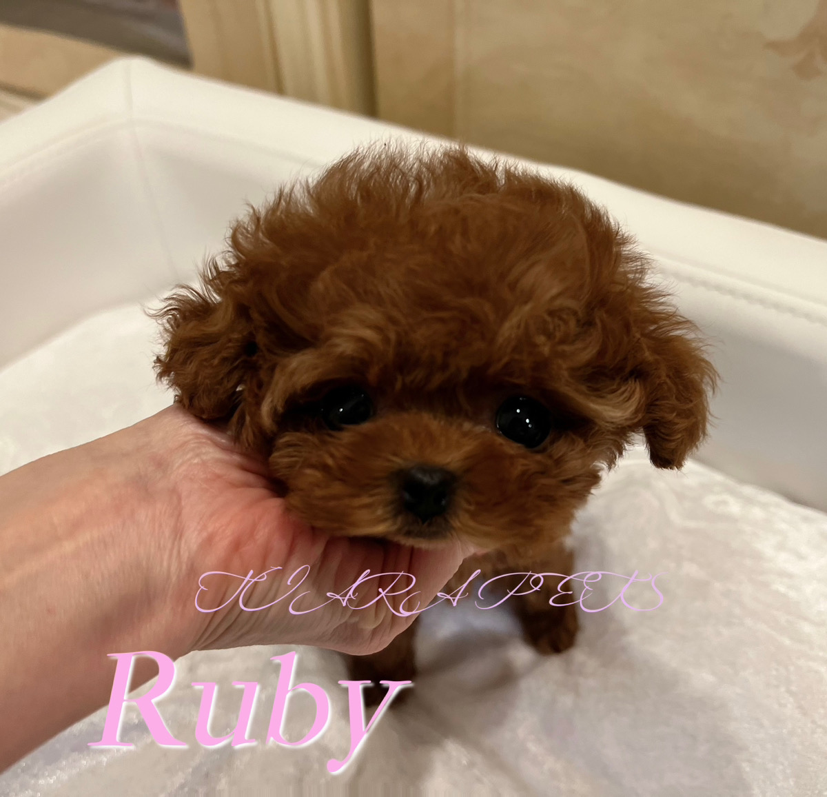 可愛い瞳で愛くるしいルビーちゃん