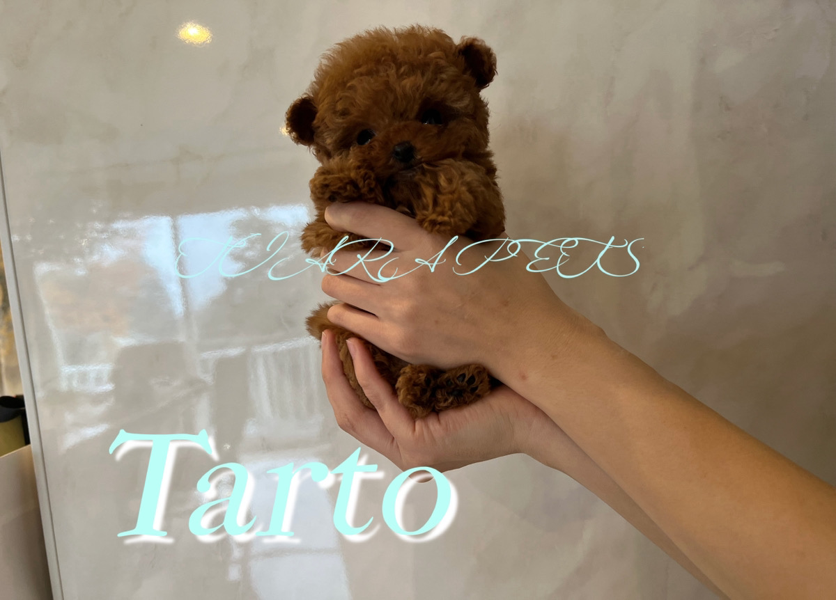 コロコロ体型に癒されるタルトくん🧸