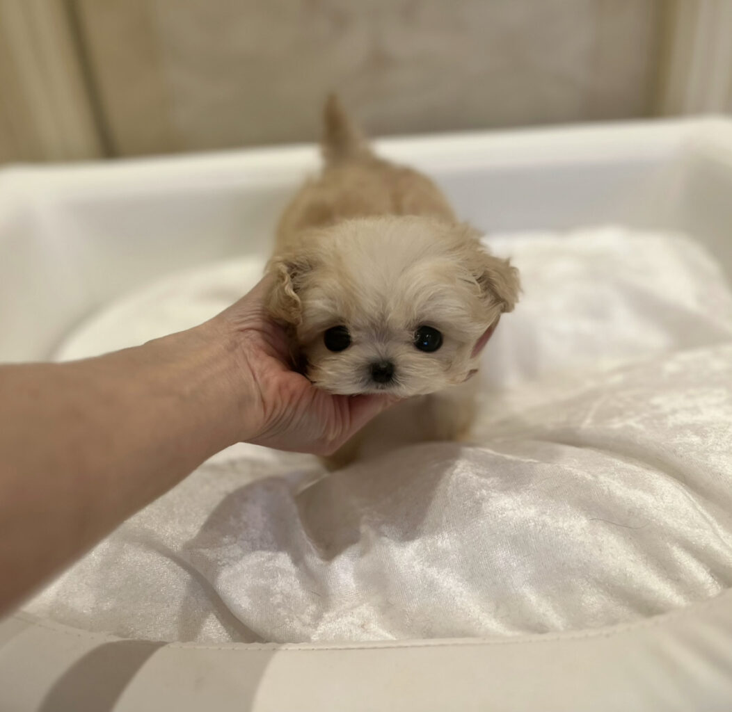 韓国ミニビション子犬販売