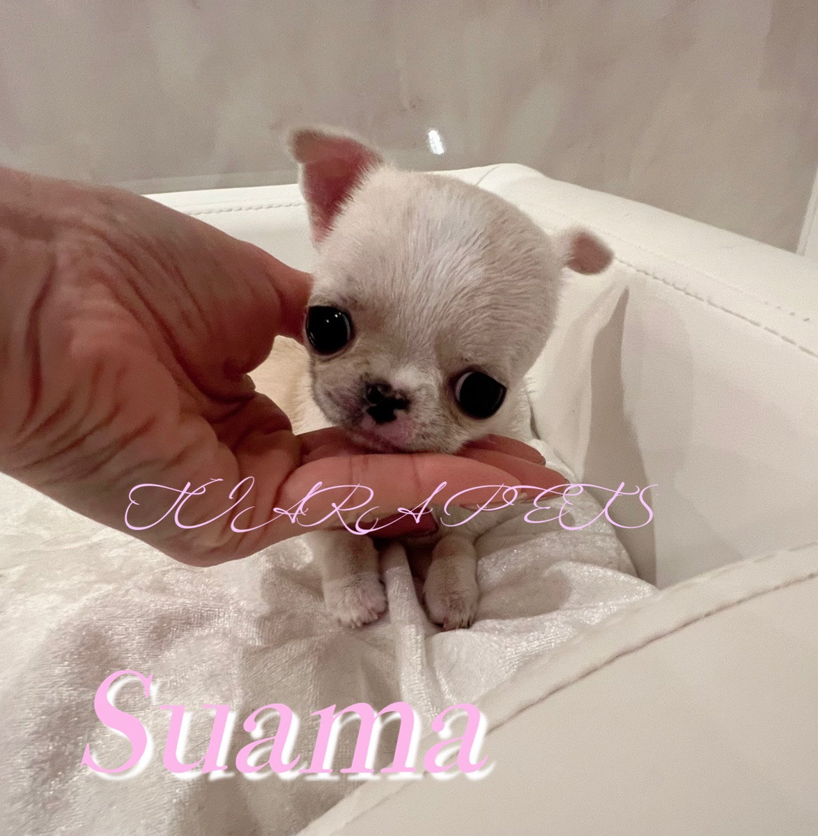 お茶目な性格が可愛いすあまちゃん⭐️