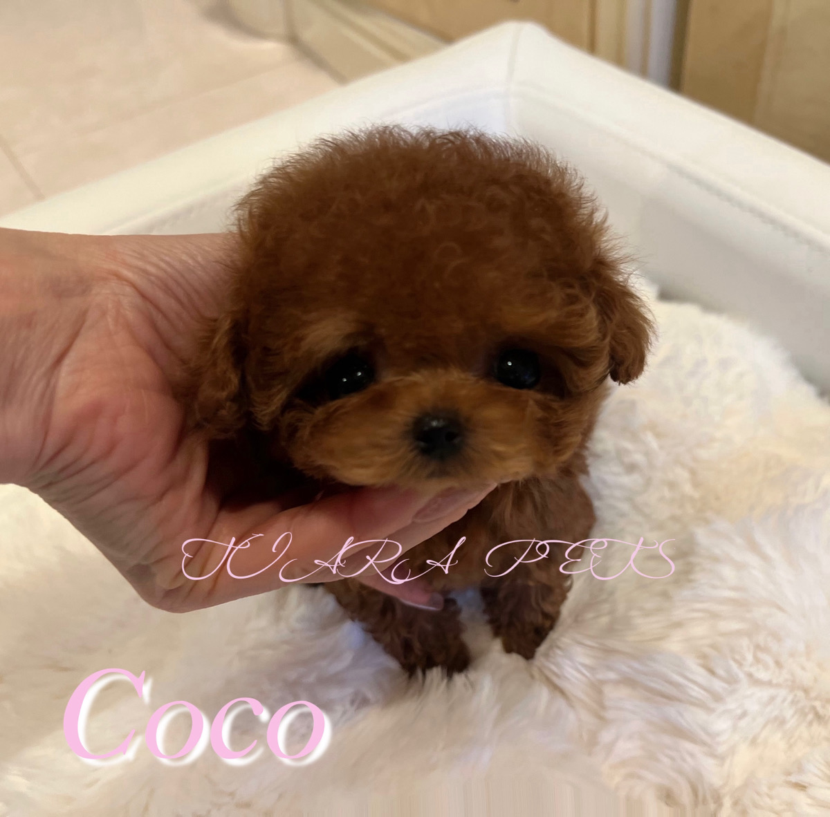 甘えん坊で元気なココちゃん🧸