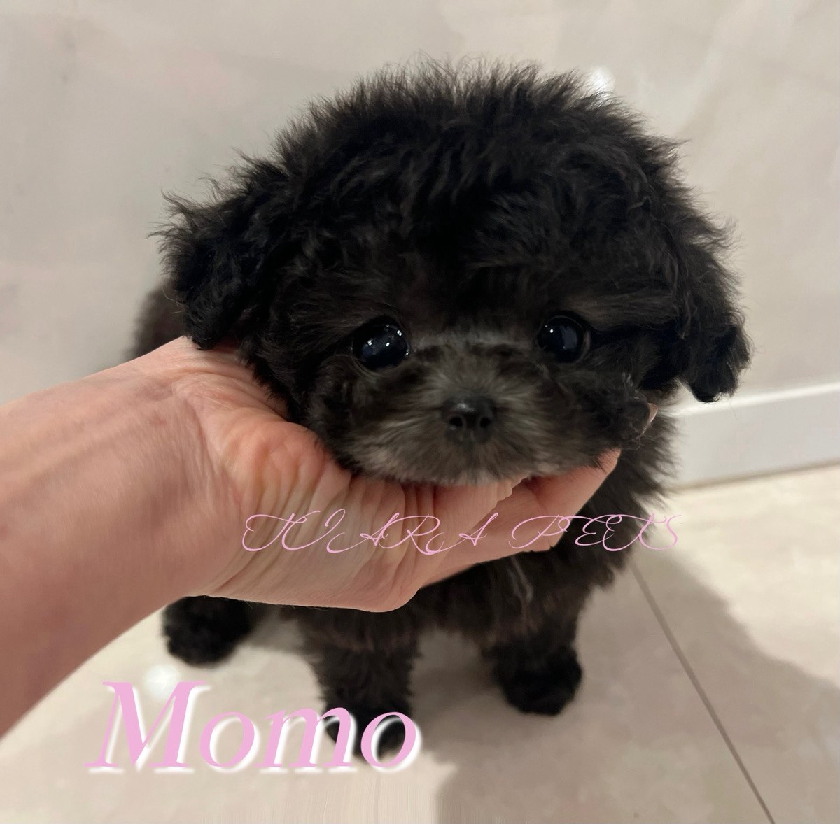 ころんころんな体型も愛らしいモモちゃん🧸