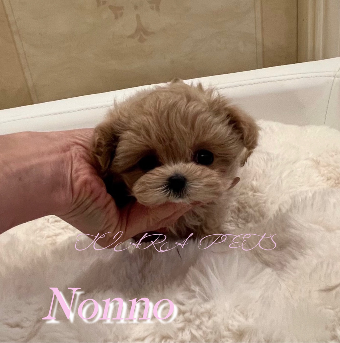 ふんわり毛質で癒されるノンノちゃん✨