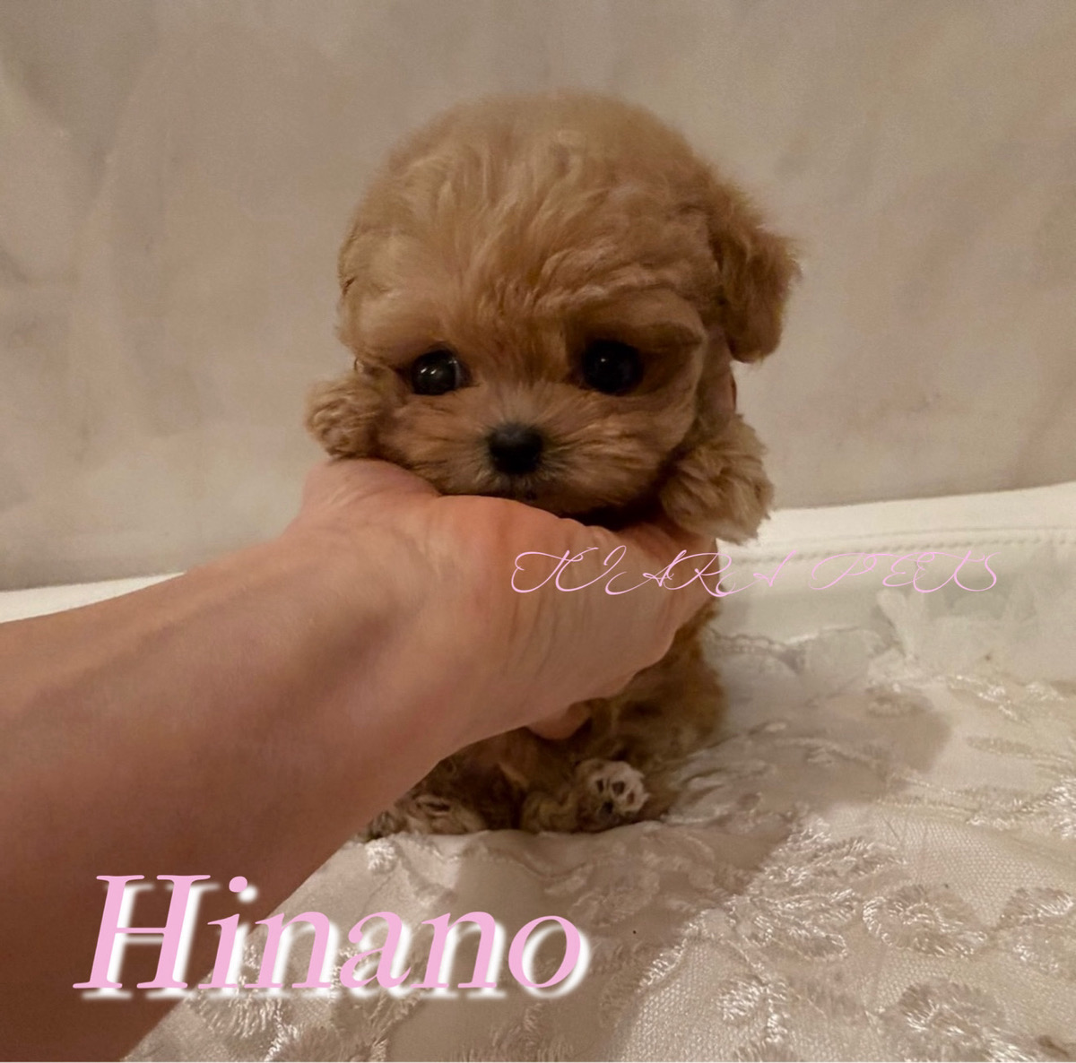 人懐っこく甘えん坊な性格のひなのちゃん🧸