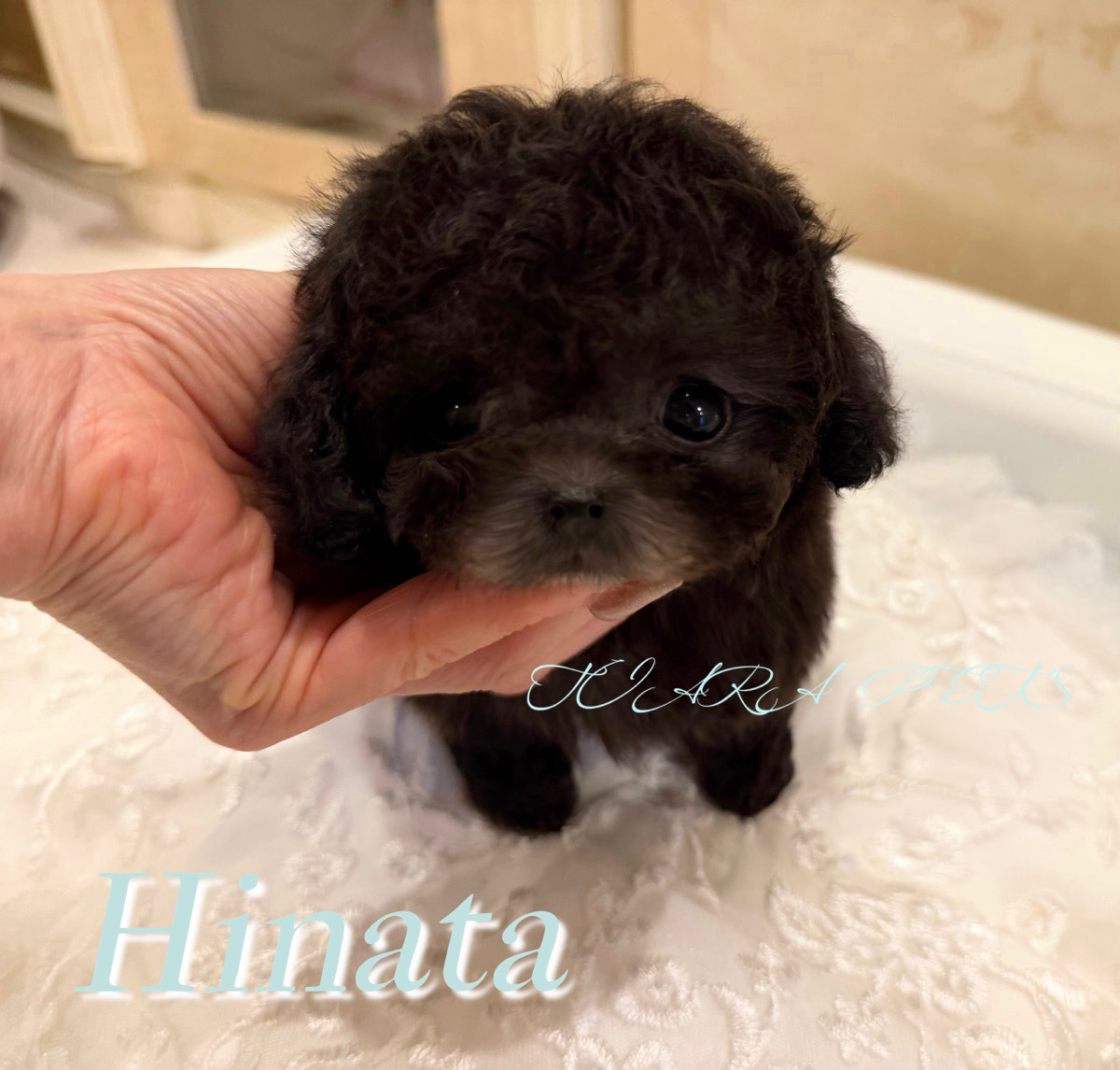 垂れ目で愛くるしい瞳の日向(ひなた)くん🧸