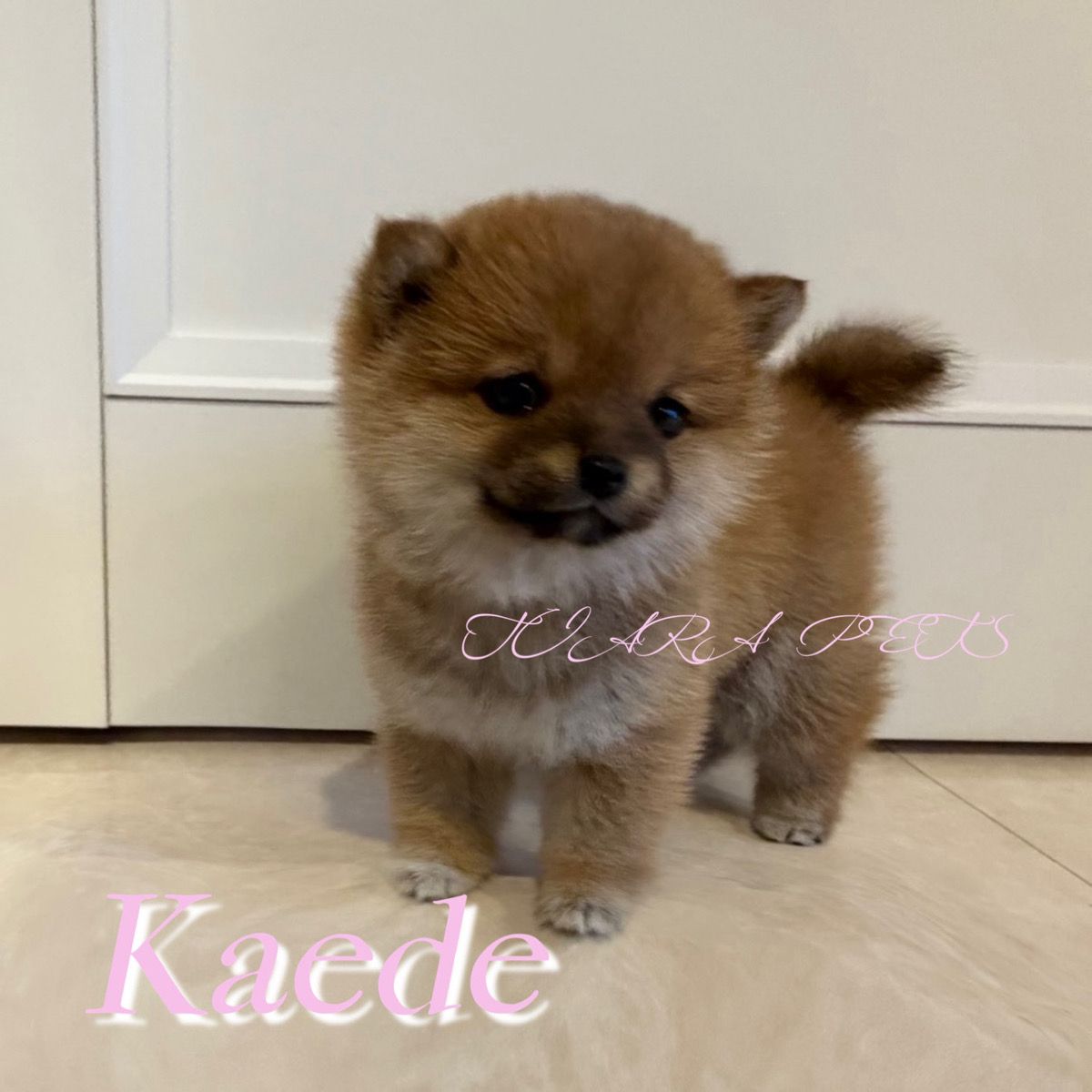 つぶらで愛くるしい瞳なかえでちゃん🧸