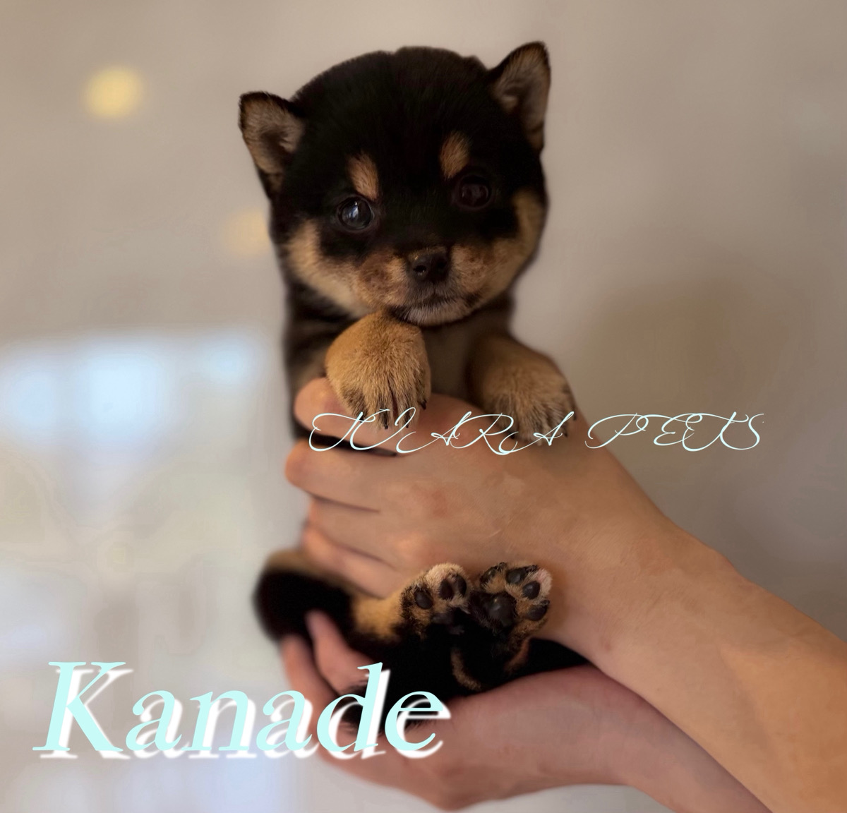 可愛い顔立ちの奏(かなで)くん🧸