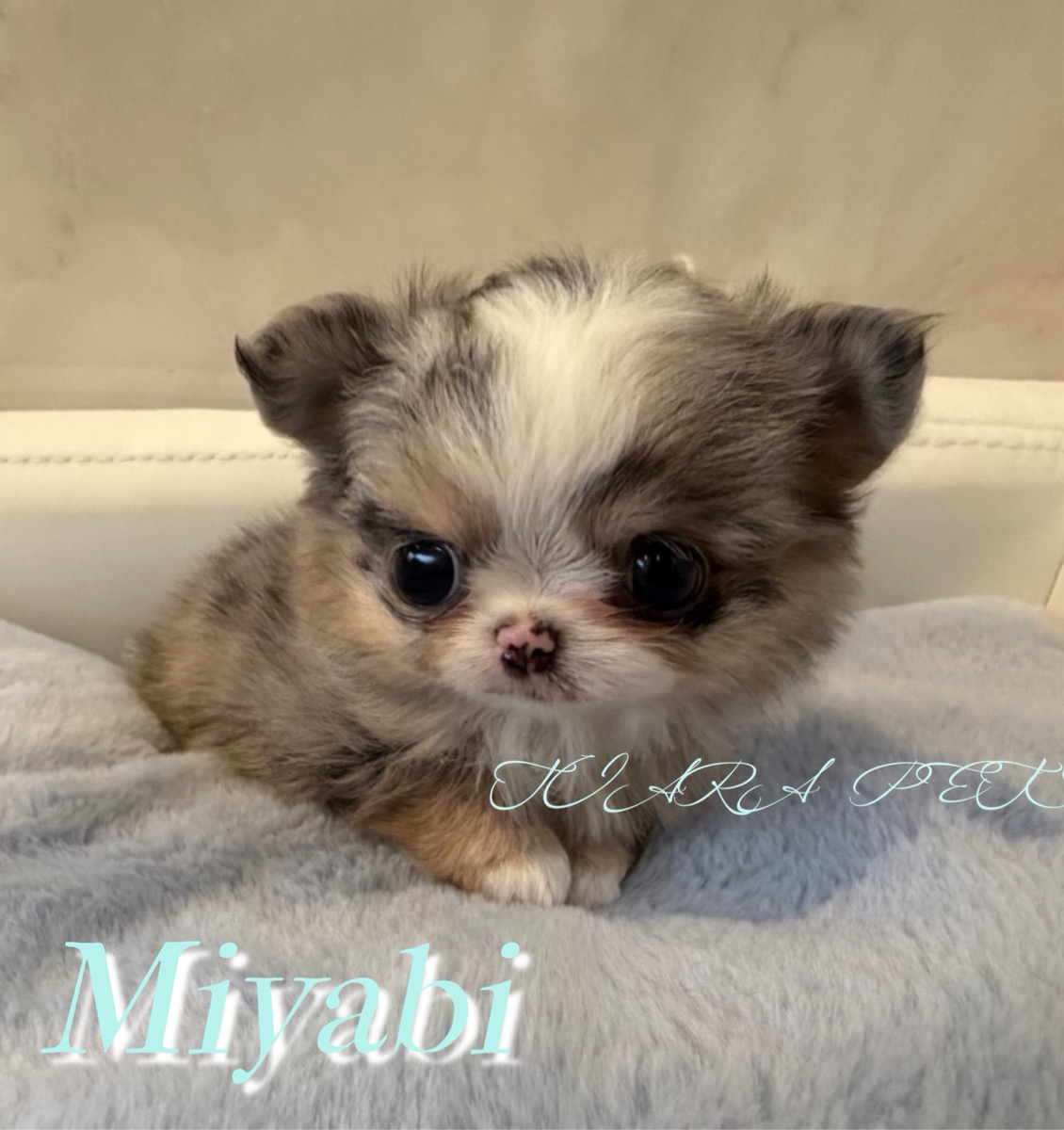 手脚が短くて可愛い雅(みやび)くん✨
