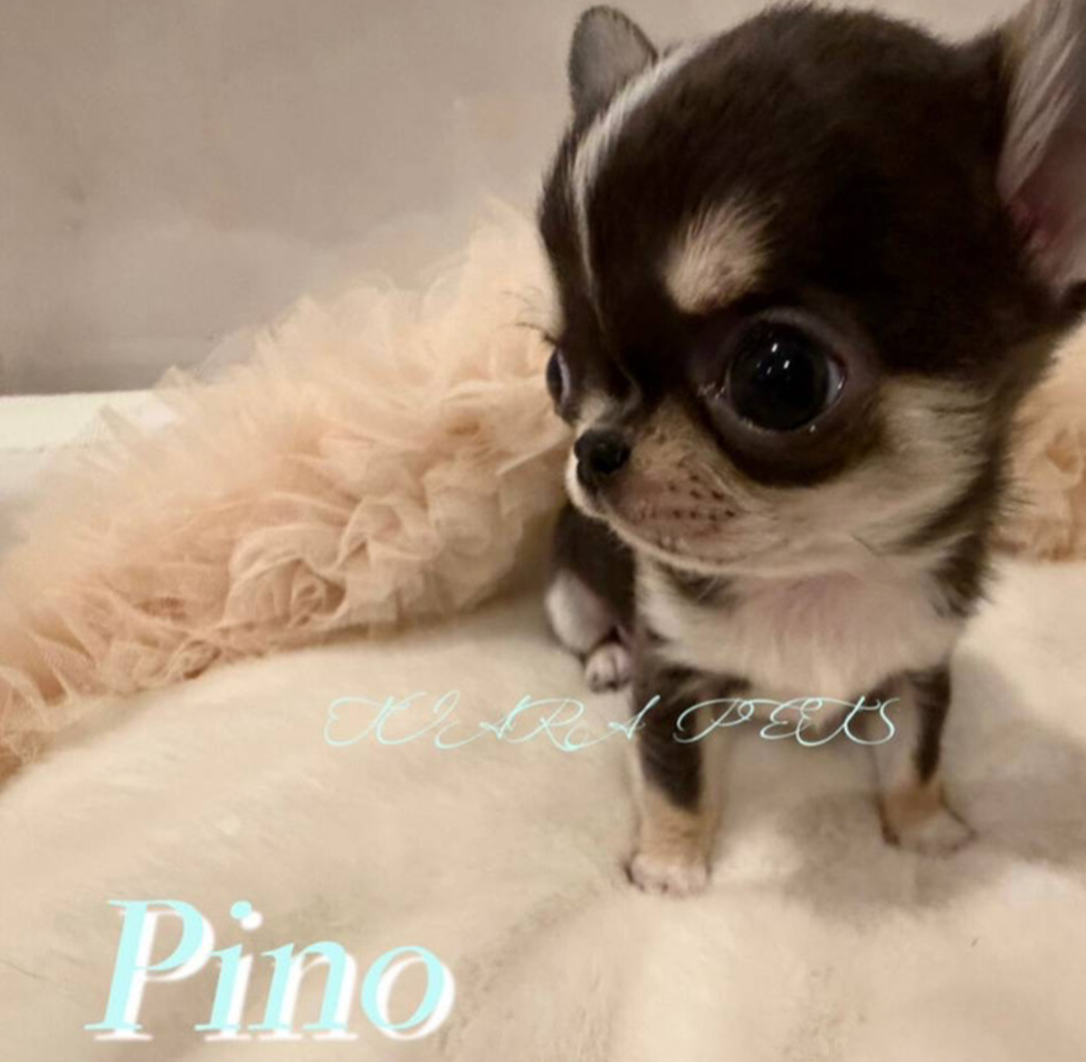 くりんくりんな瞳に癒されるピノくん🧸