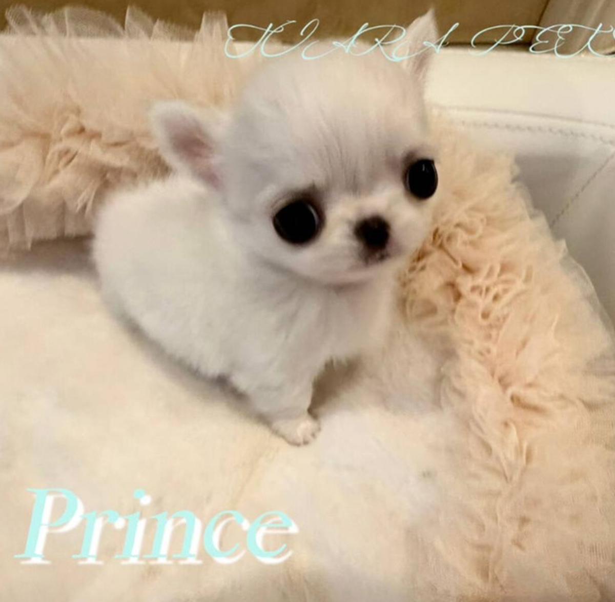 真っ白で可愛すぎるプリンスくん🧸