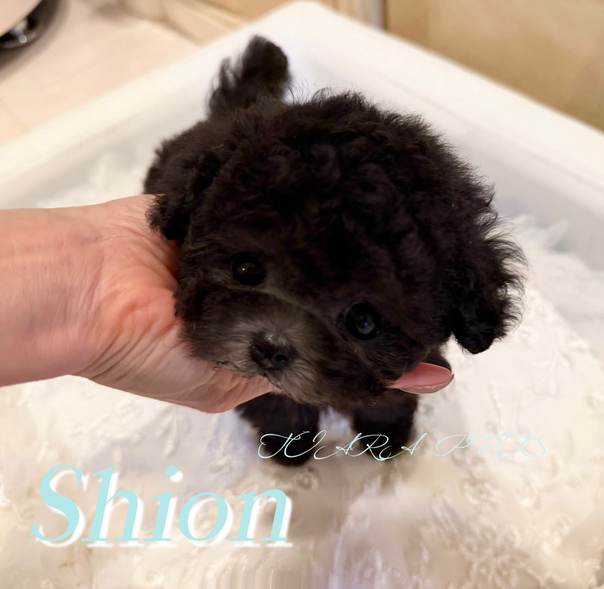 愛くるしい瞳が可愛い詩音(しおん)くん🧸