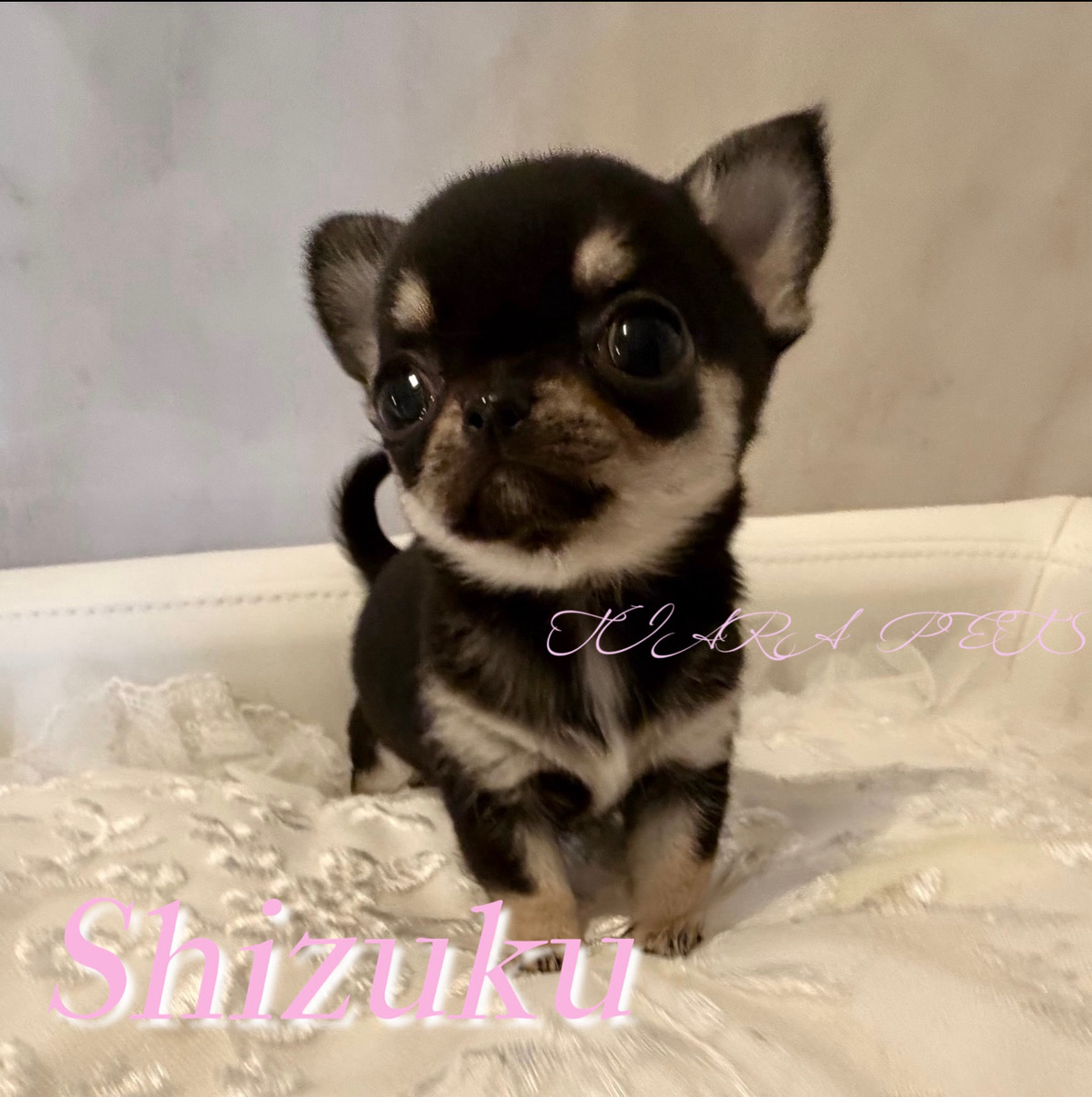 人懐っこく優しい性格なしずくちゃん✨