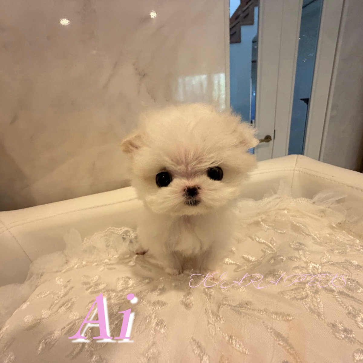 ふわふわな毛質に癒されるあいちゃん🩷