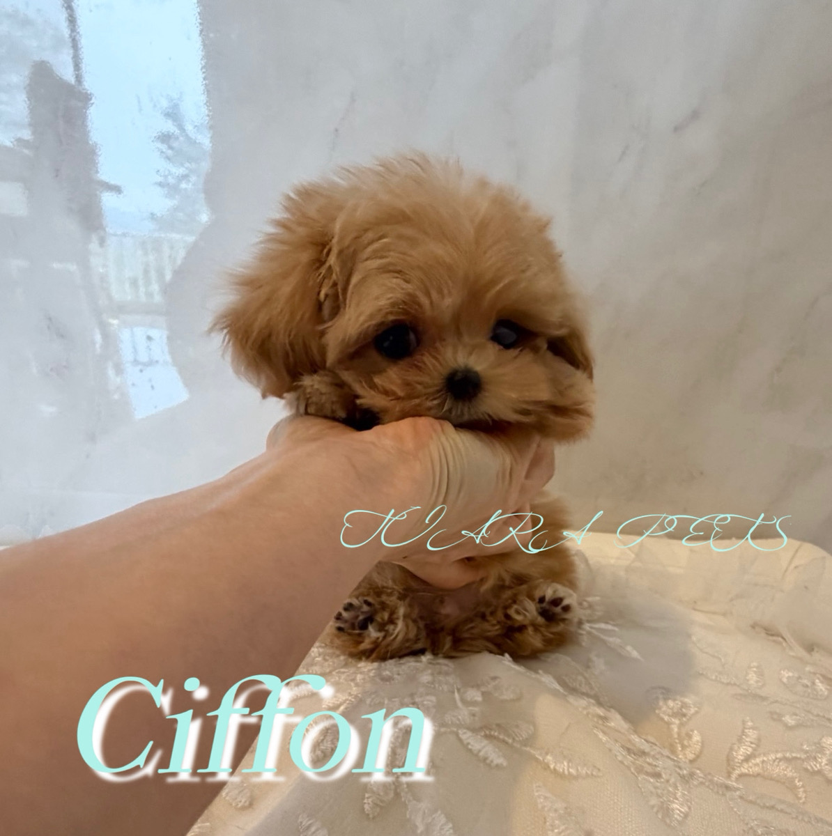 可愛い表情や仕草に癒されるシフォンくん🧸