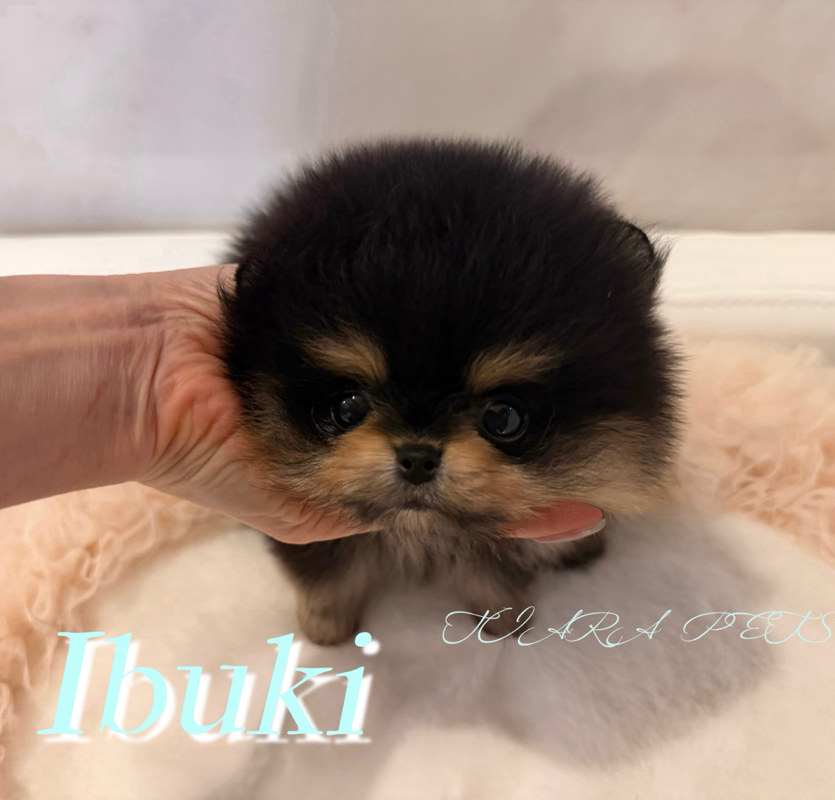 とっても可愛いお顔立ちのいぶきくん🧸