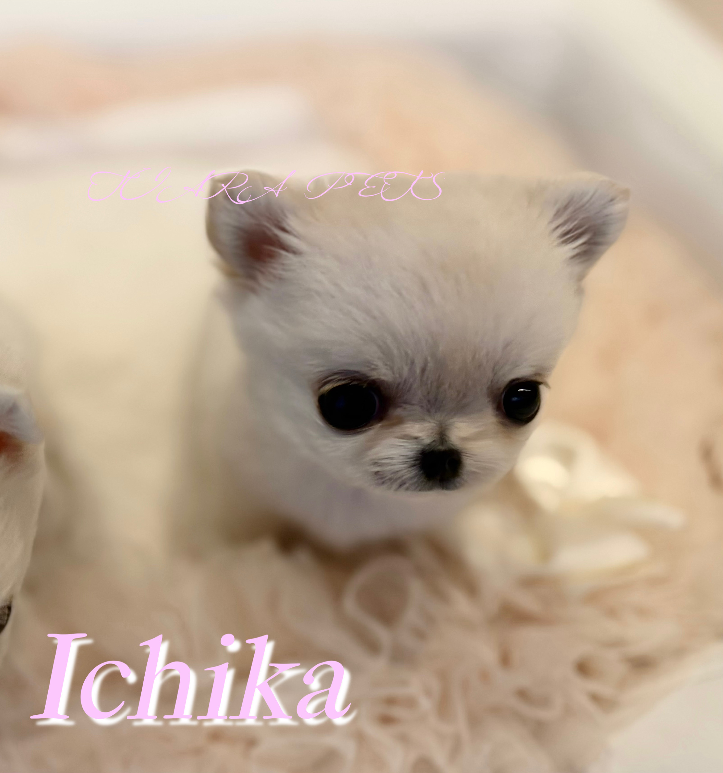 駆け寄る姿がキュートないちかちゃん✨