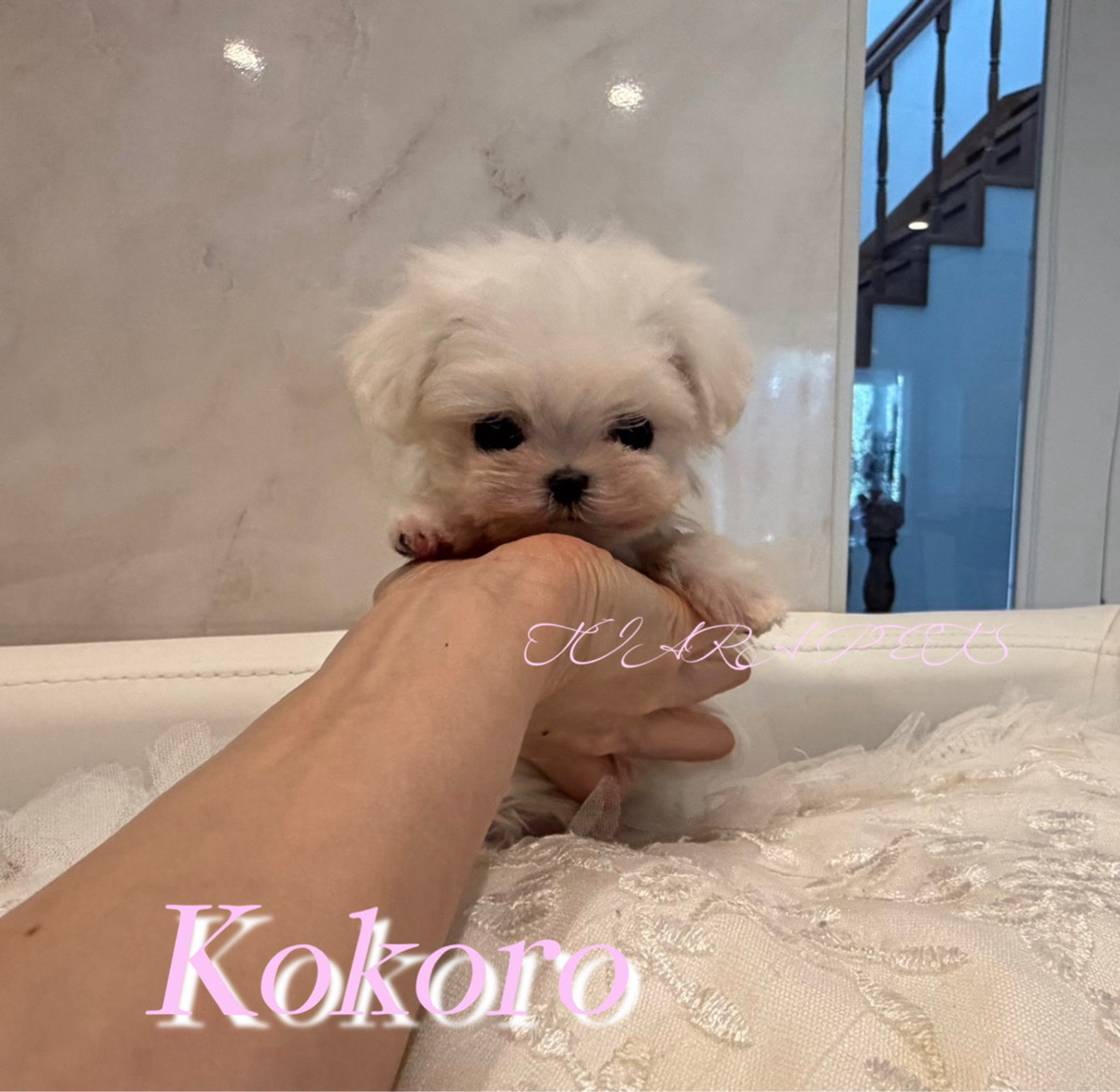 甘えん坊で人懐っこいこころちゃん⭐️