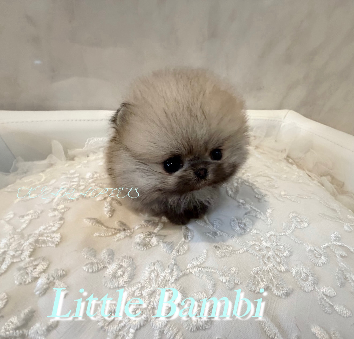 真ん丸なフォルムが可愛いりとるばんびくん🧸