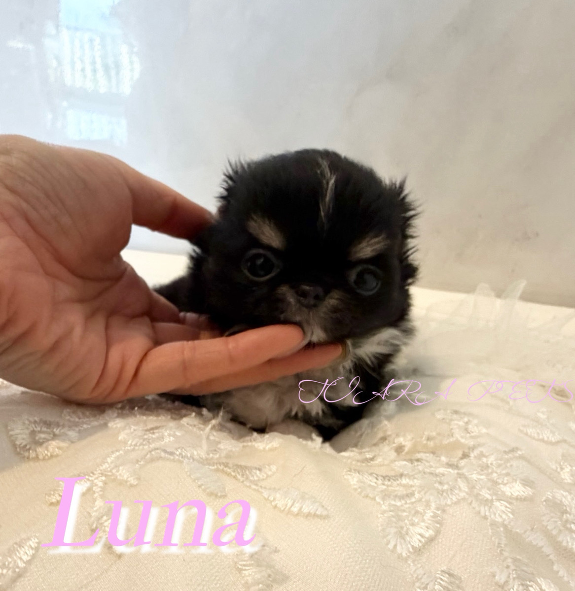 大人しい性格が愛らしいルナちゃん✨