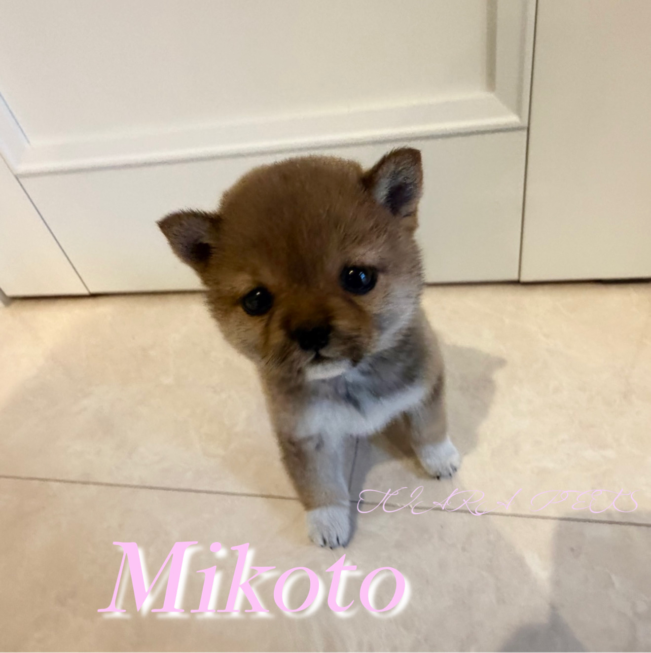 可愛い顔立ちのみことちゃん🧸