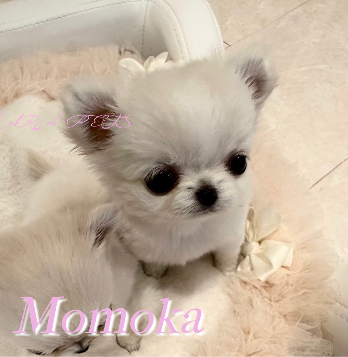 ふわふわ毛質に癒されるももかちゃん🍑