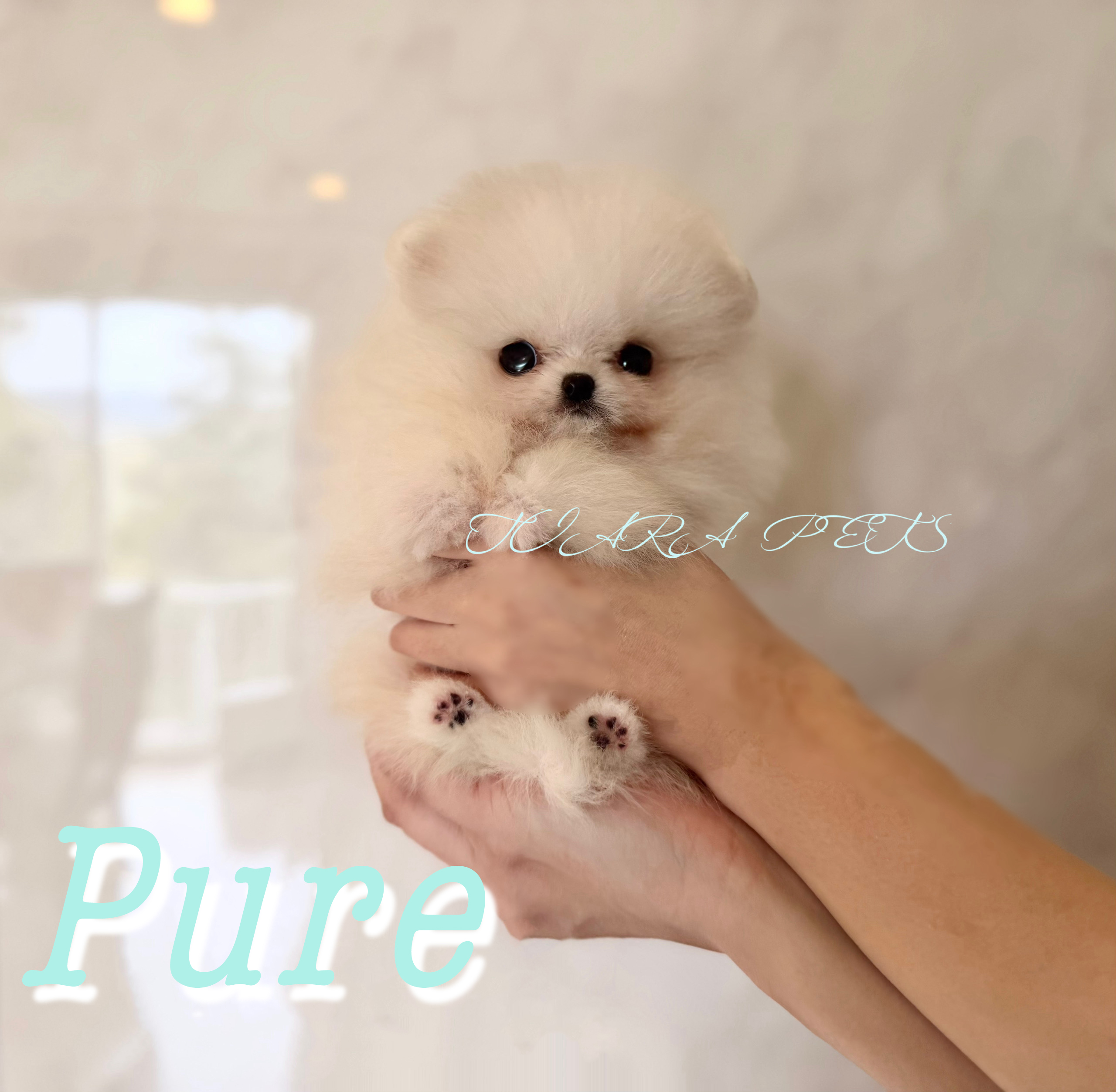 ふさふさモコモコが可愛いピュアくん✨