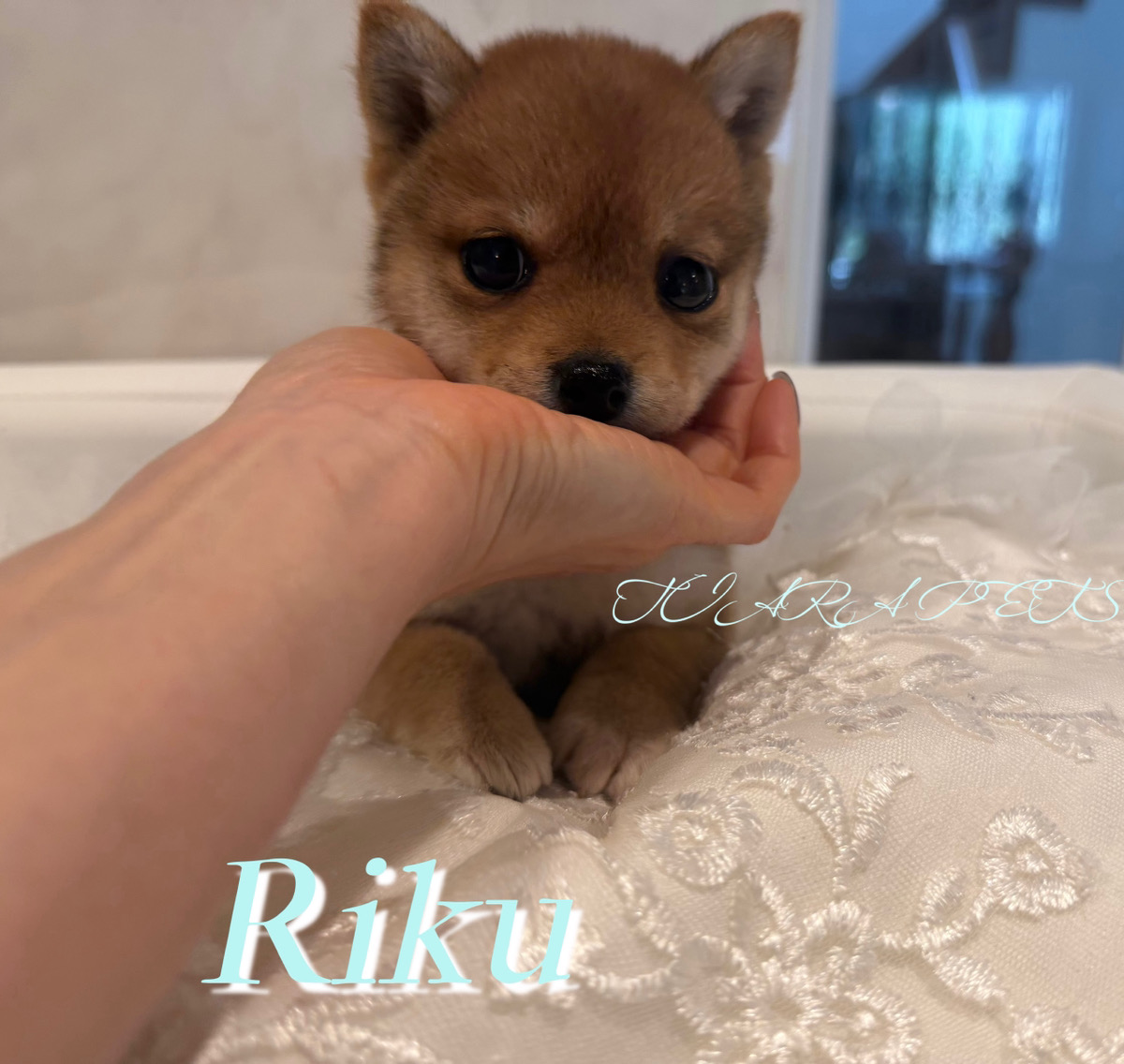 愛くるしい瞳が印象的なりくくん🧸