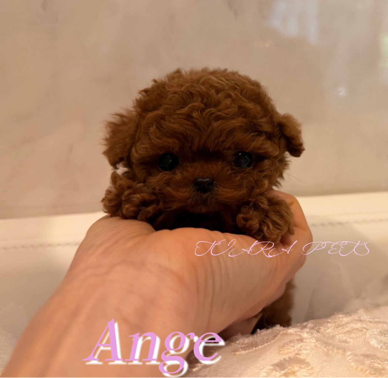 毛の巻きが素晴らしいAnge(アンジェ)ちゃん🧸