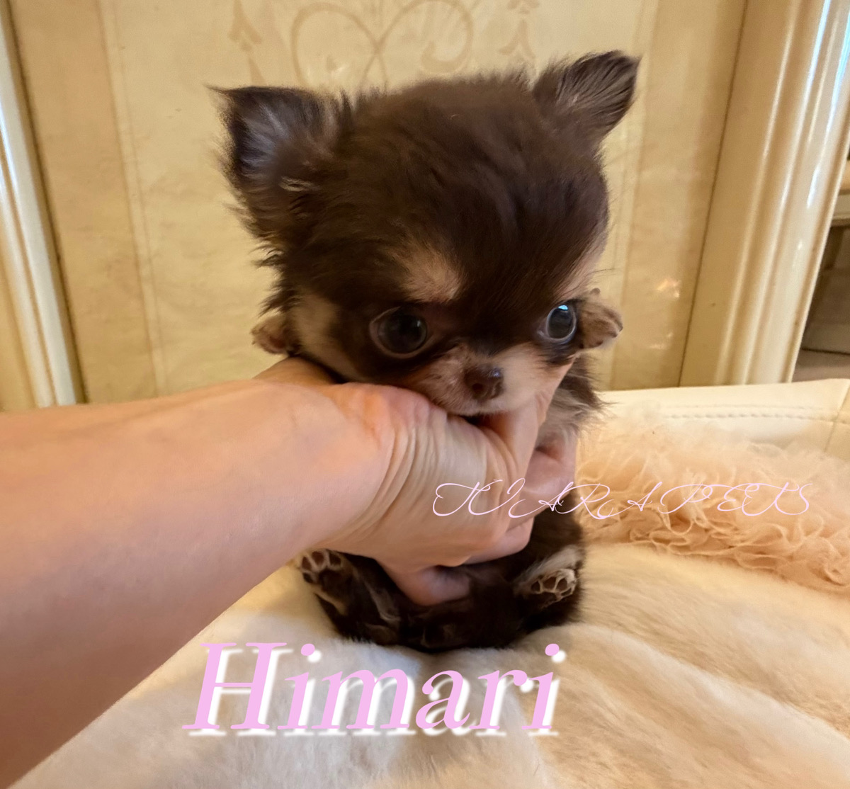 駆け寄る姿が愛らしいひまりちゃん✨
