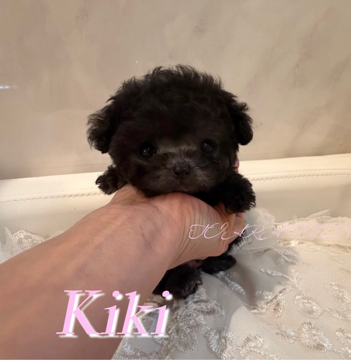 甘えん坊な性格のKIKI(キキ)ちゃん🧸