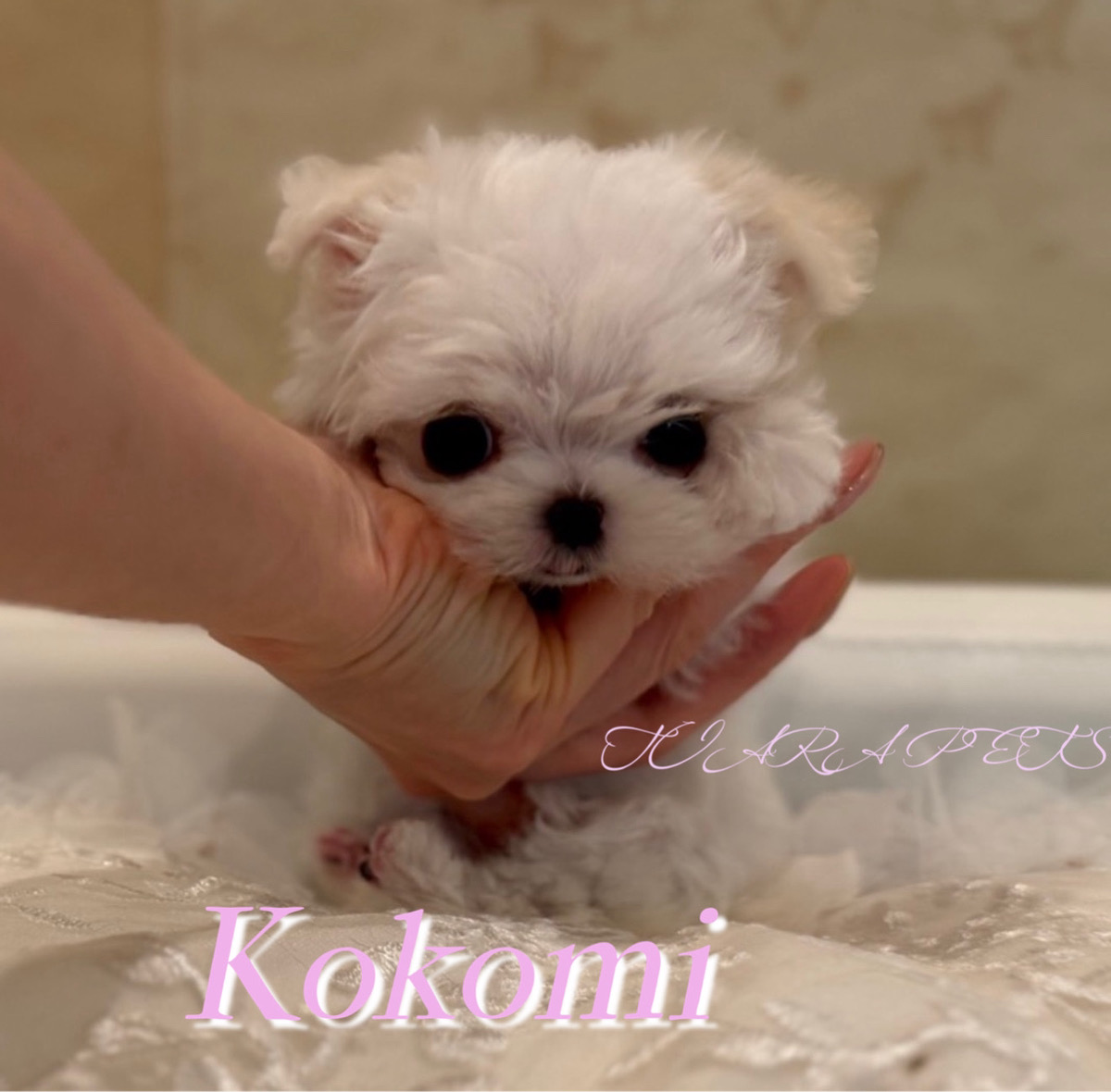 ふわふわ毛質に癒される心美(ここみ)ちゃん🧸