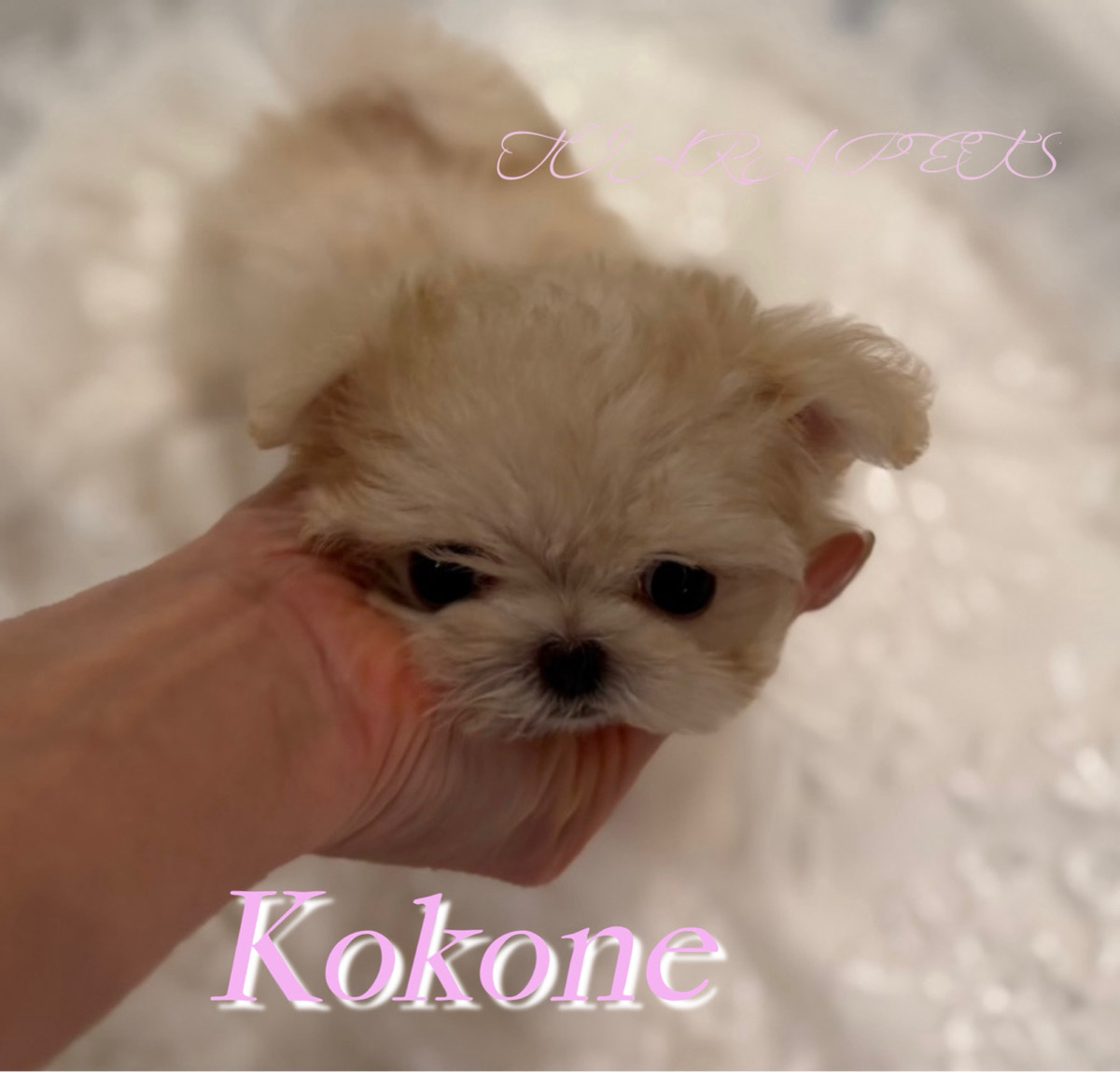 まんまるの瞳が印象的な心音(ここね)ちゃん🧸