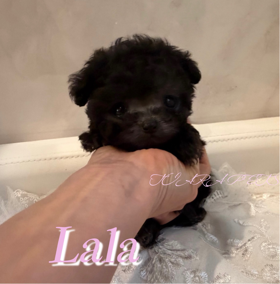 人懐っこい性格のLALA(ララ)ちゃん🧸