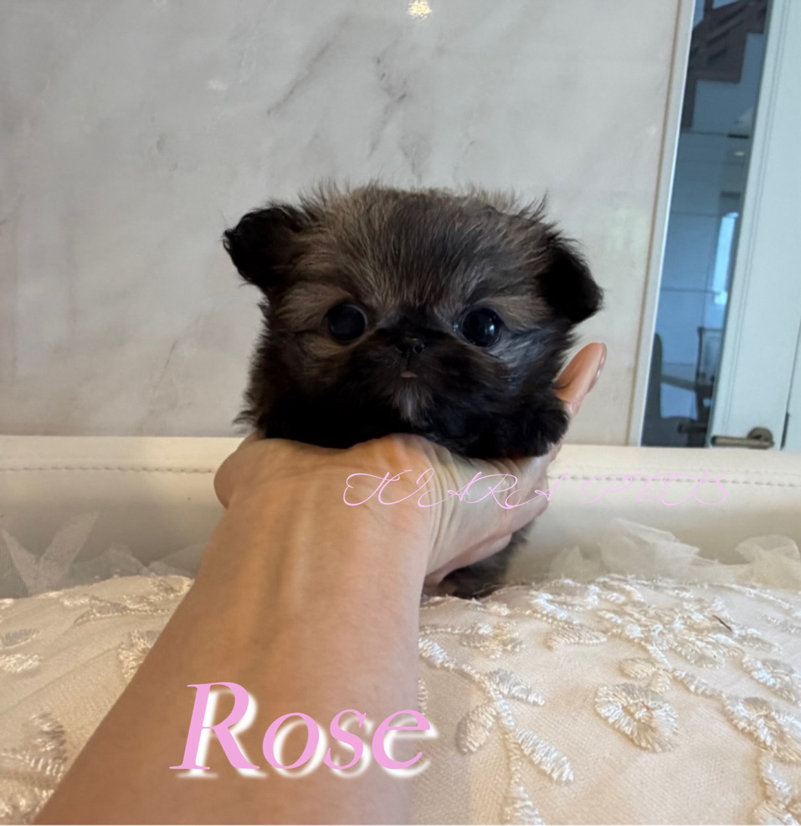 優しい毛質が印象的なRose(ロゼ)ちゃん🌹
