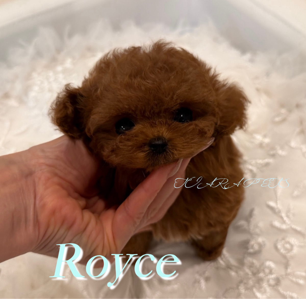 短いお鼻で愛くるしいお顔のRoyce(ロイス)くん🧸