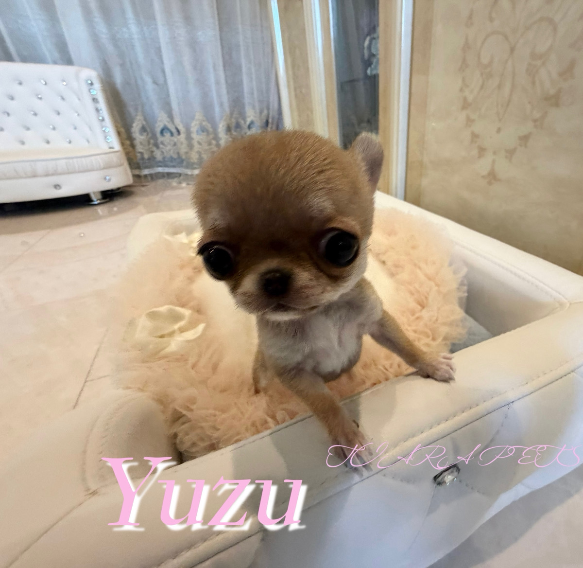 小さくて可愛いお顔のゆずちゃん🧸
