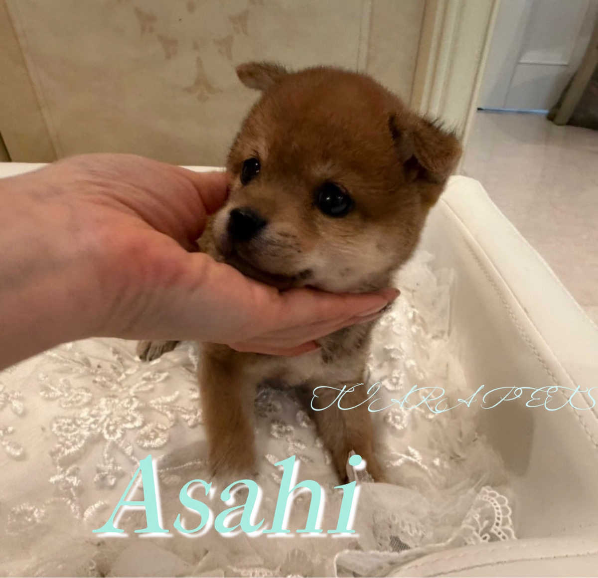コンパクトな体型で人懐っこいあさひくん🧸