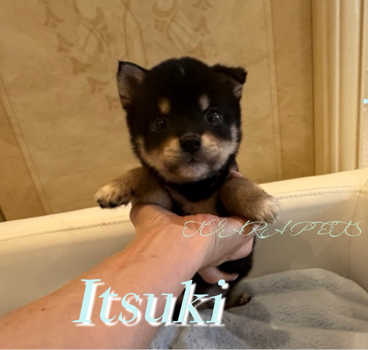 人懐っこく明るい性格のいつきくん🧸