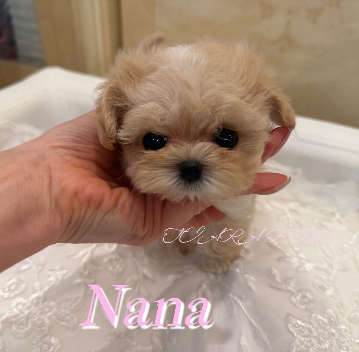 ふんわり優しい毛質が特徴のななちゃん⭐️